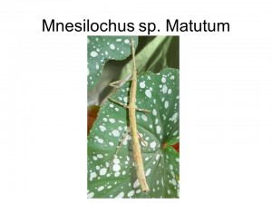 Mnesilochus sp. Matulum